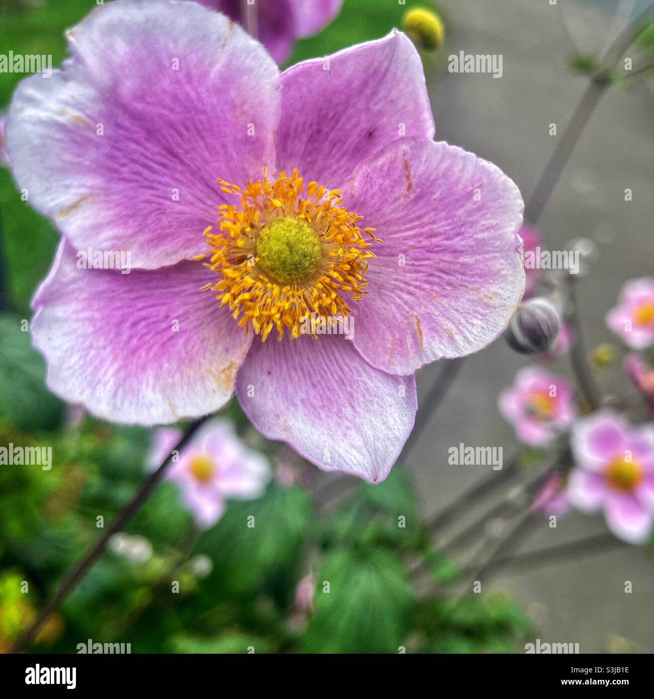 Fleur dans un champ - Image de stock capturée avec un smartphone