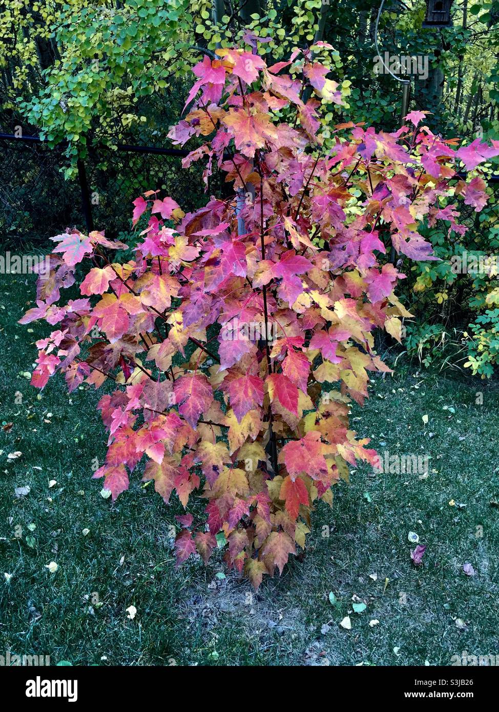 Photographie d'arrière-cour, automne, septembre 2021, Calgary, Alberta, érable northwood Banque D'Images Photographie d'arrière-cour, automne, septembre 2021, Calgary, Alberta, érable northwood Banque D'Images