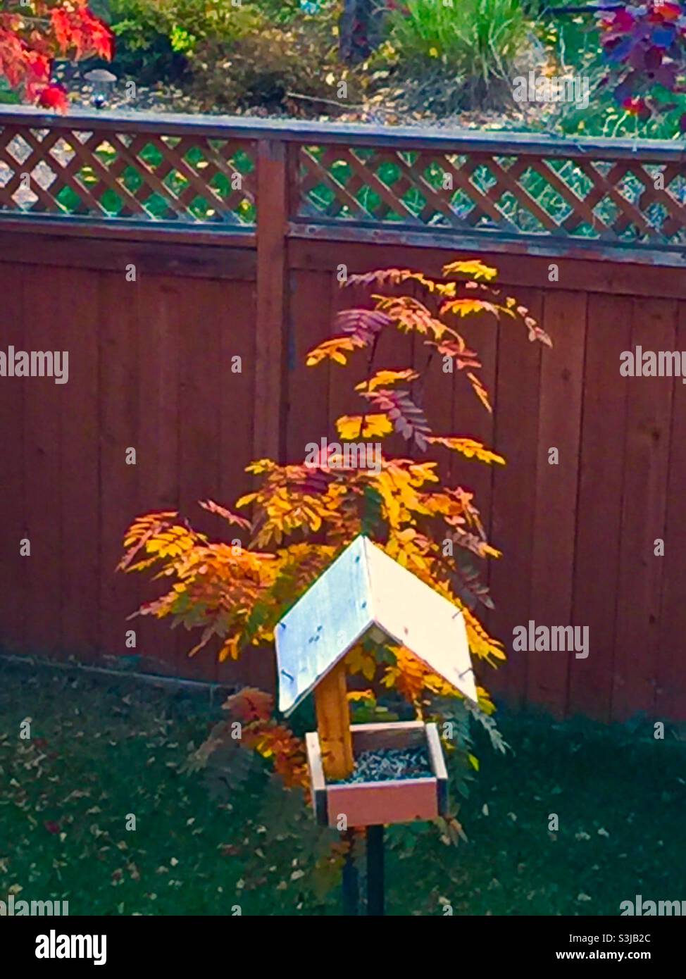 Photographie d'arrière-cour, automne, septembre 2021, Calgary, Alberta, mangeoire à oiseaux, frêne de montagne Banque D'Images Photographie d'arrière-cour, automne, septembre 2021, Calgary, Alberta, mangeoire à oiseaux, frêne de montagne Banque D'Images