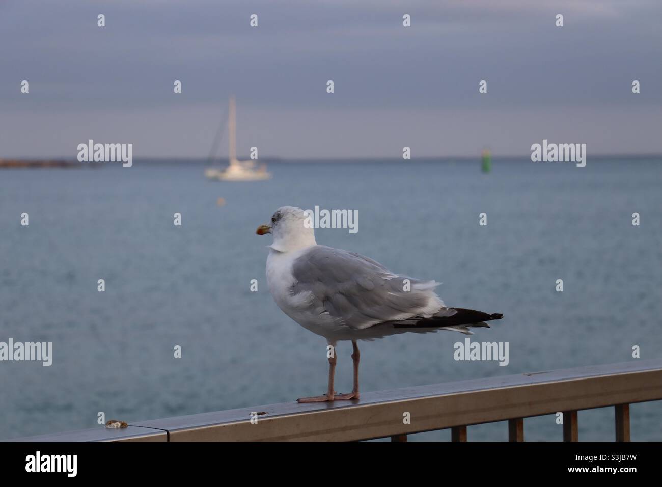 Mouette sur une porte donnant sur la mer - Image de stock capturée avec un smartphone