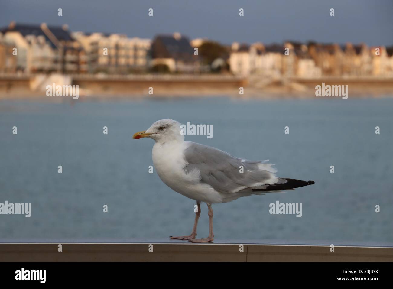 Mouette debout sur une porte en face de la plage de Quiberon en Bretagne - Image de stock capturée avec un smartphone