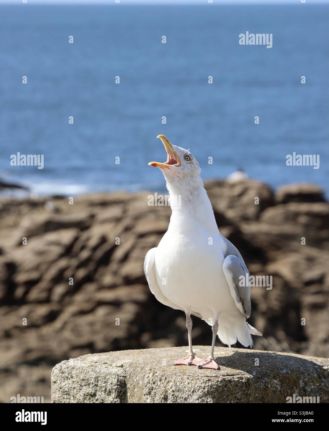 Le cri de la mouette Banque D'Images