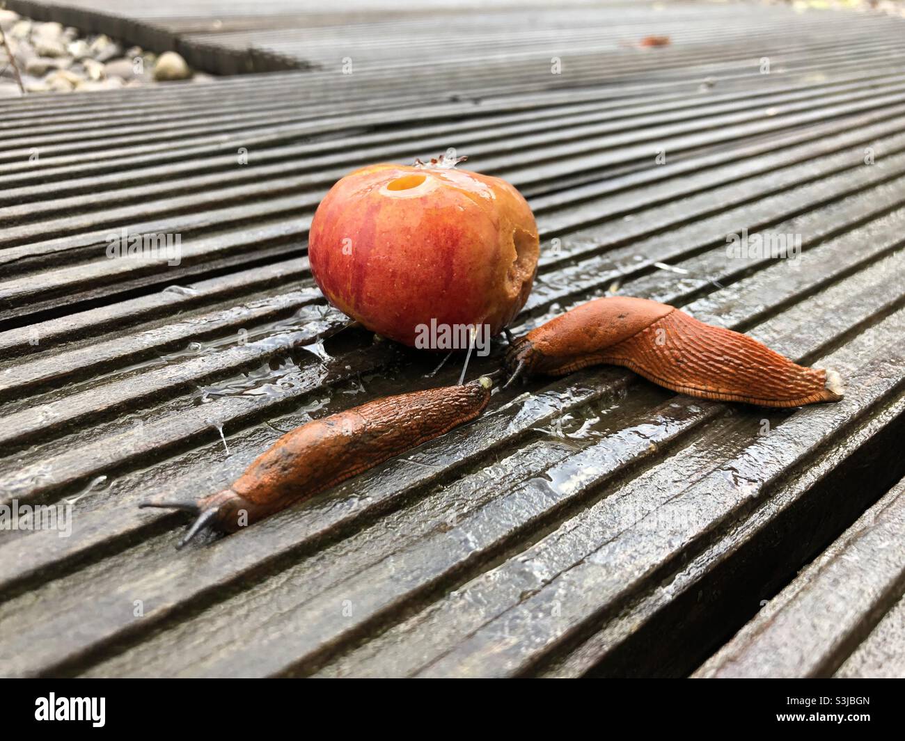 Des limaces et une pomme Banque D'Images