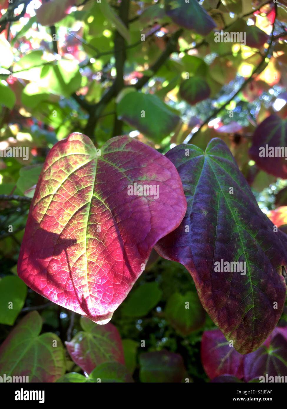 Feuilles d'automne, automnal, kaléidoscope, rouge, or, jaune, lumière du soleil, nature, beauté, vert, bleu Banque D'Images