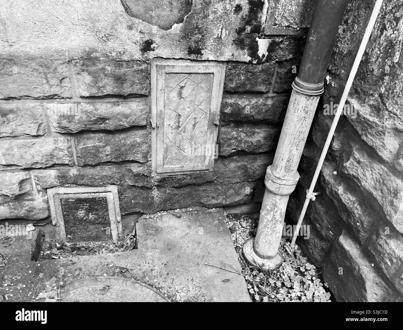 mousse surcultivée mur humide coin du bâtiment délabré Banque D'Images