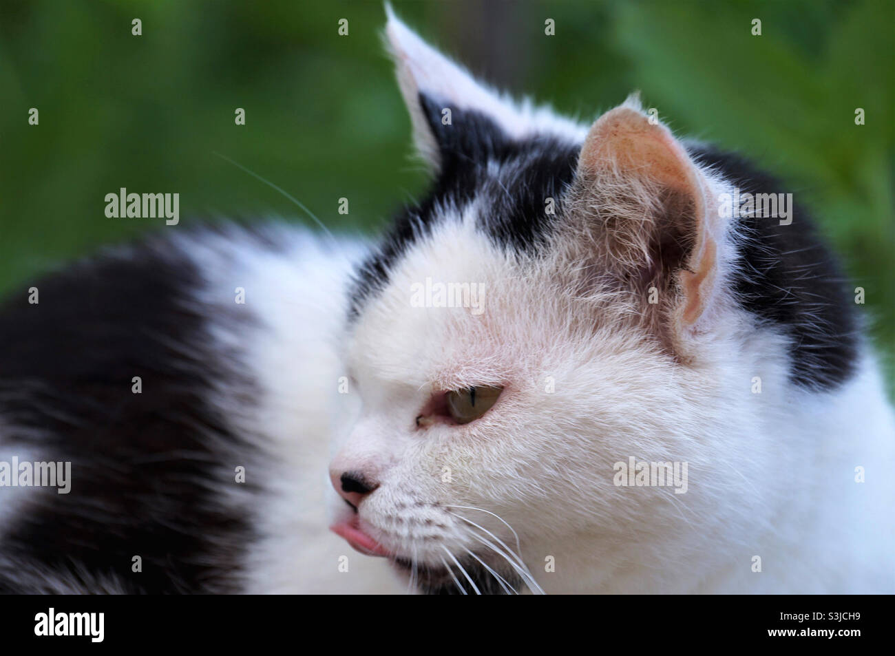 chat noir et blanc de la maison en colère - Image de stock capturée avec un smartphone