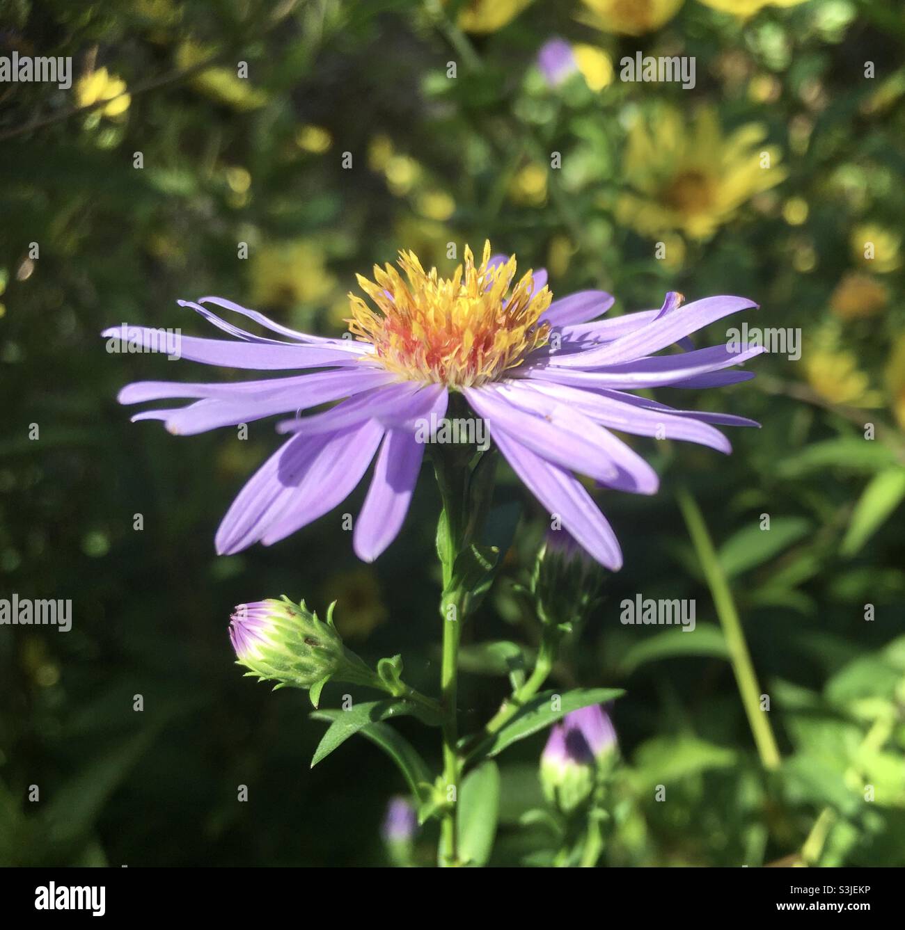 Fleur, violet, jaune, jardin, couleur, nature, beauté, soulèvement Banque D'Images