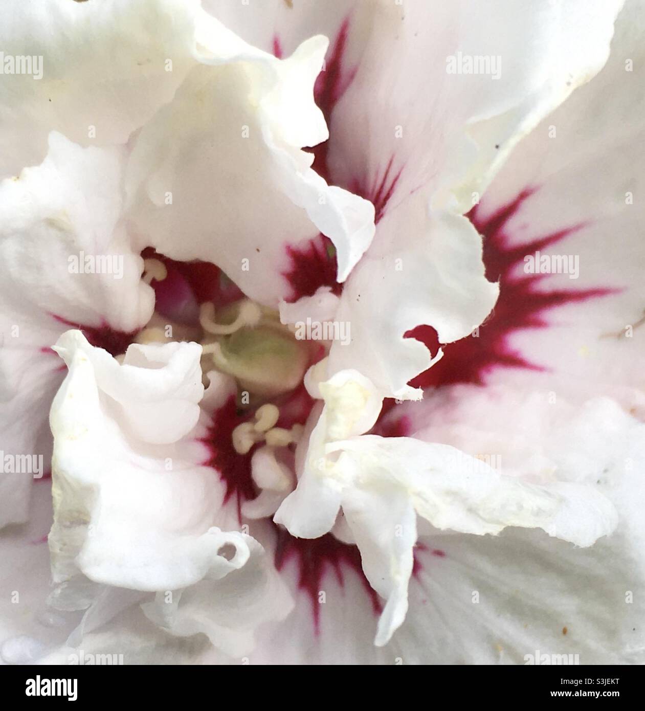 Fleur, blanc, rouge, beauté, abstrait , nature Banque D'Images