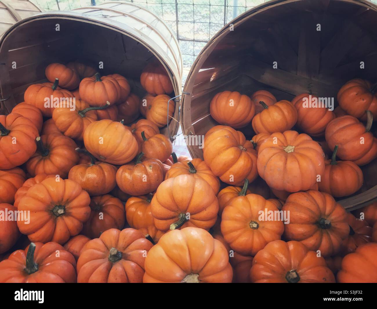 Mini-citrouilles parfaites exposées dans des paniers de boisseaux au marché agricole Banque D'Images