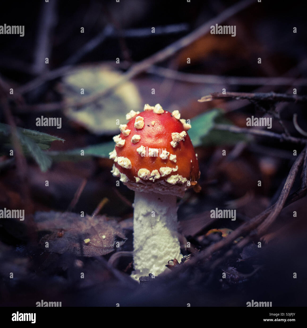 Un petit champignon amanita muscaria rouge et blanc, sort du sol sombre de la forêt - Image de stock capturée avec un smartphone
