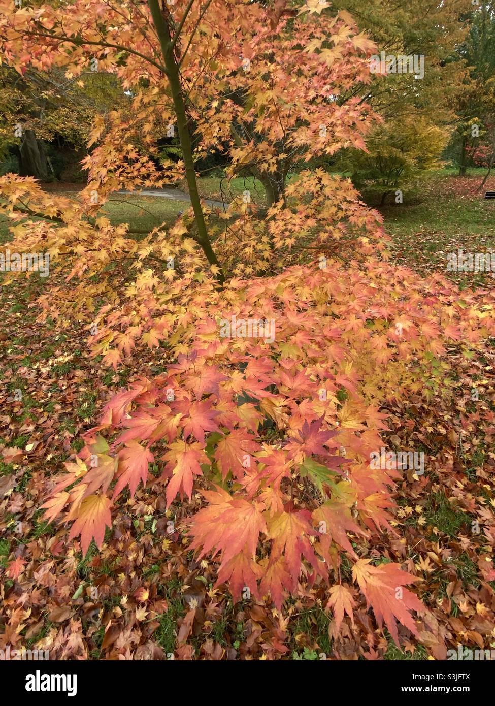 Érable de couleur orange en automne. - Image de stock capturée avec un smartphone
