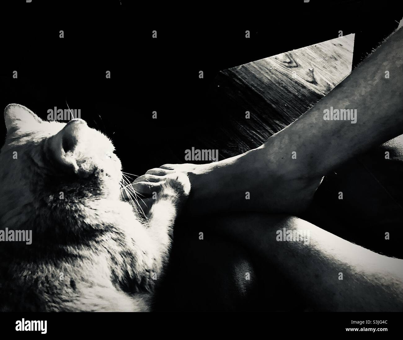Pied De Chat Noir Et Blanc Banque D Image Et Photos Alamy