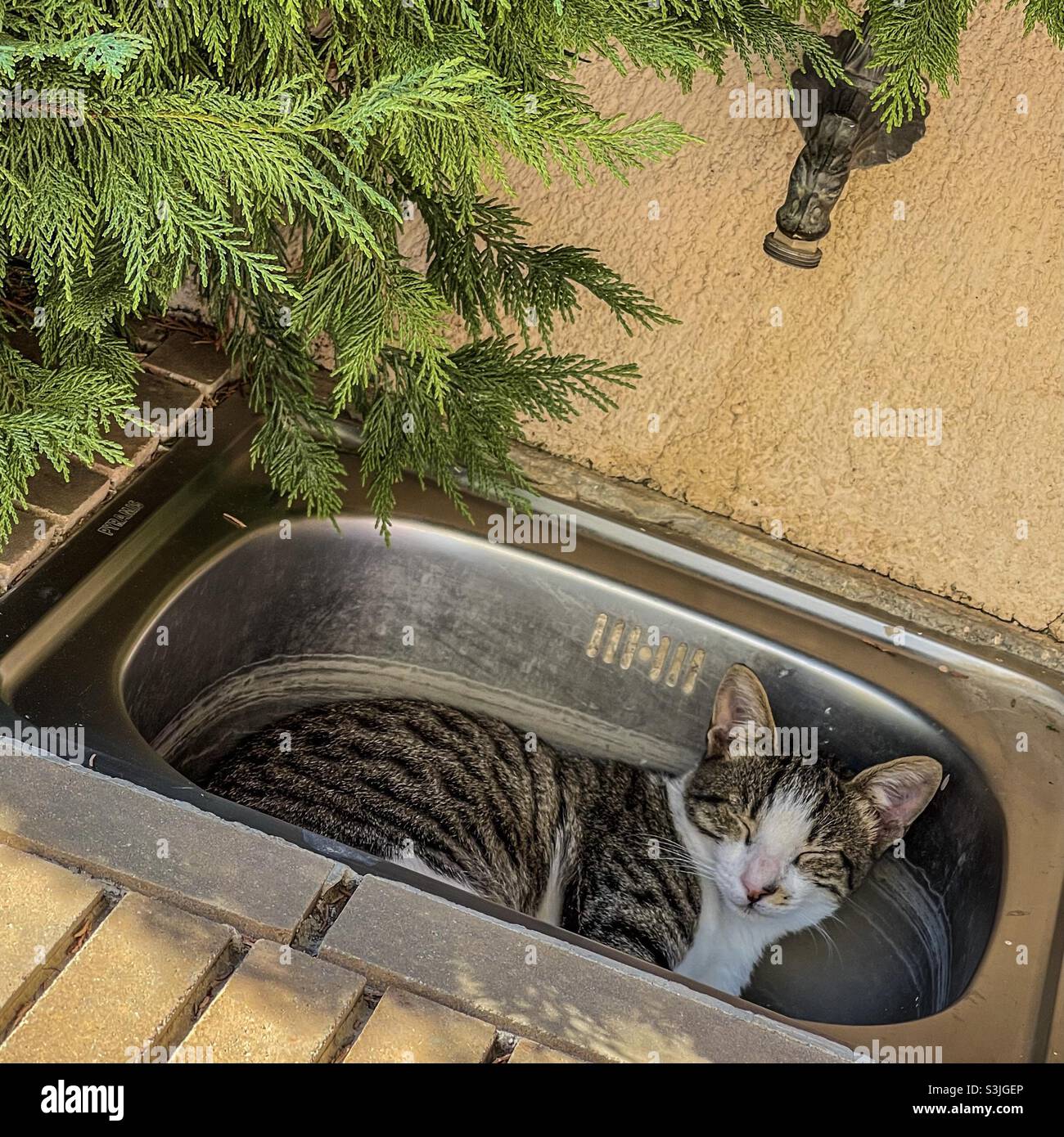 Chat dans un lavabo Photo Stock - Alamy