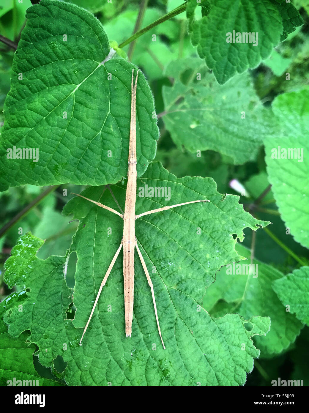 Un insecte bâton perche sur des feuilles vertes dans une forêt à Queretaro, au Mexique Banque D'Images