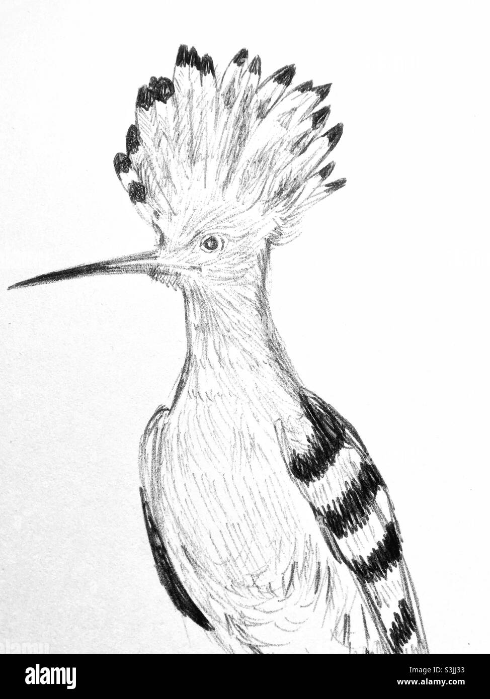 Dessin de Hoopoe réalisé par le stylo Banque D'Images