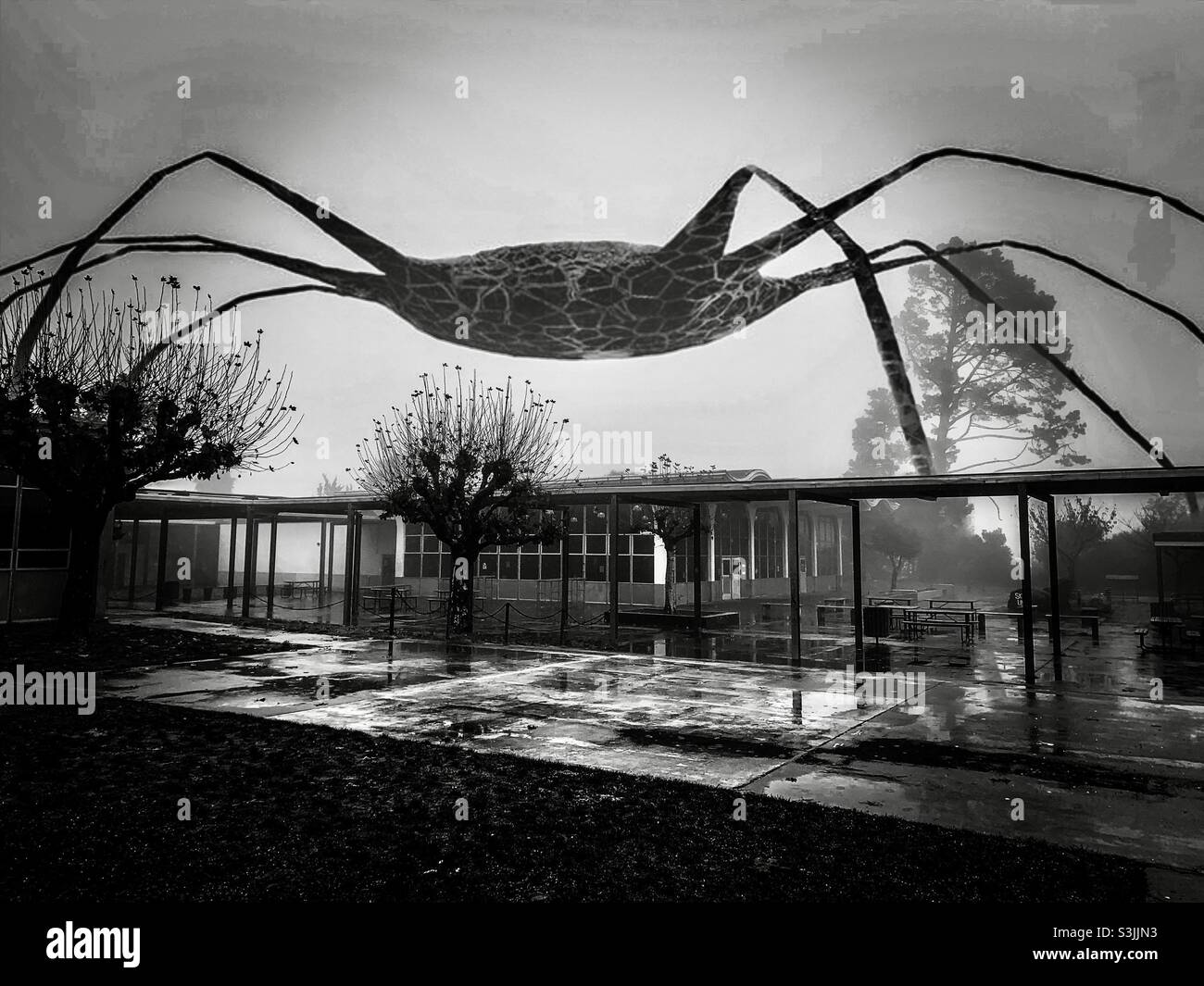 L'araignée géante s'est exposée sur le bâtiment et le passage piéton après la pluie en noir et blanc Banque D'Images