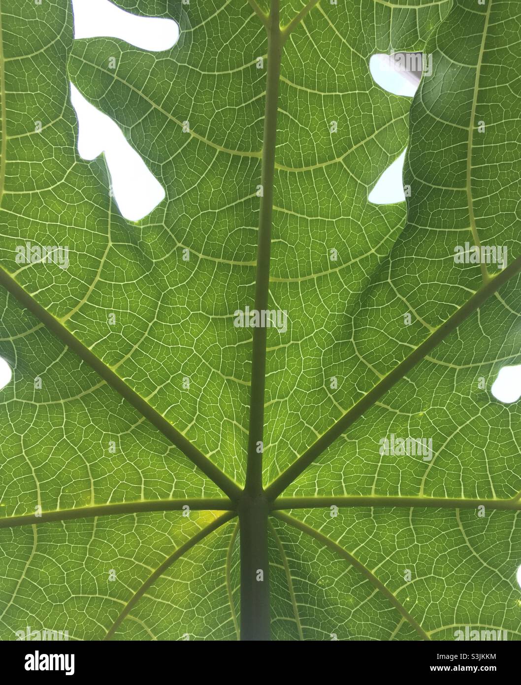 Dessous d'une feuille de patte montrant une structure et des nervures délicates. Banque D'Images