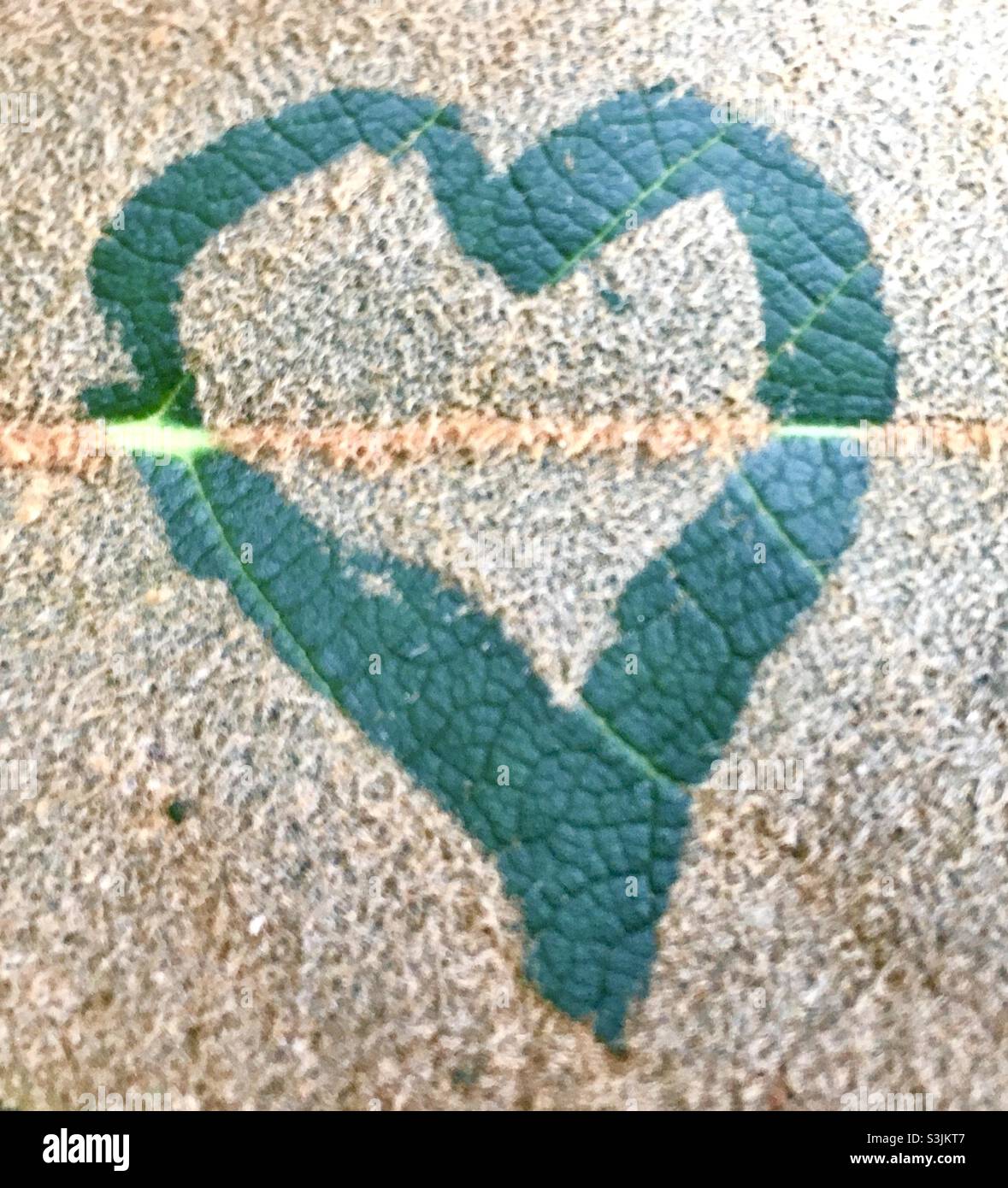 Coeur, feuille, amour, nature, arbre, - Image de stock capturée avec un smartphone