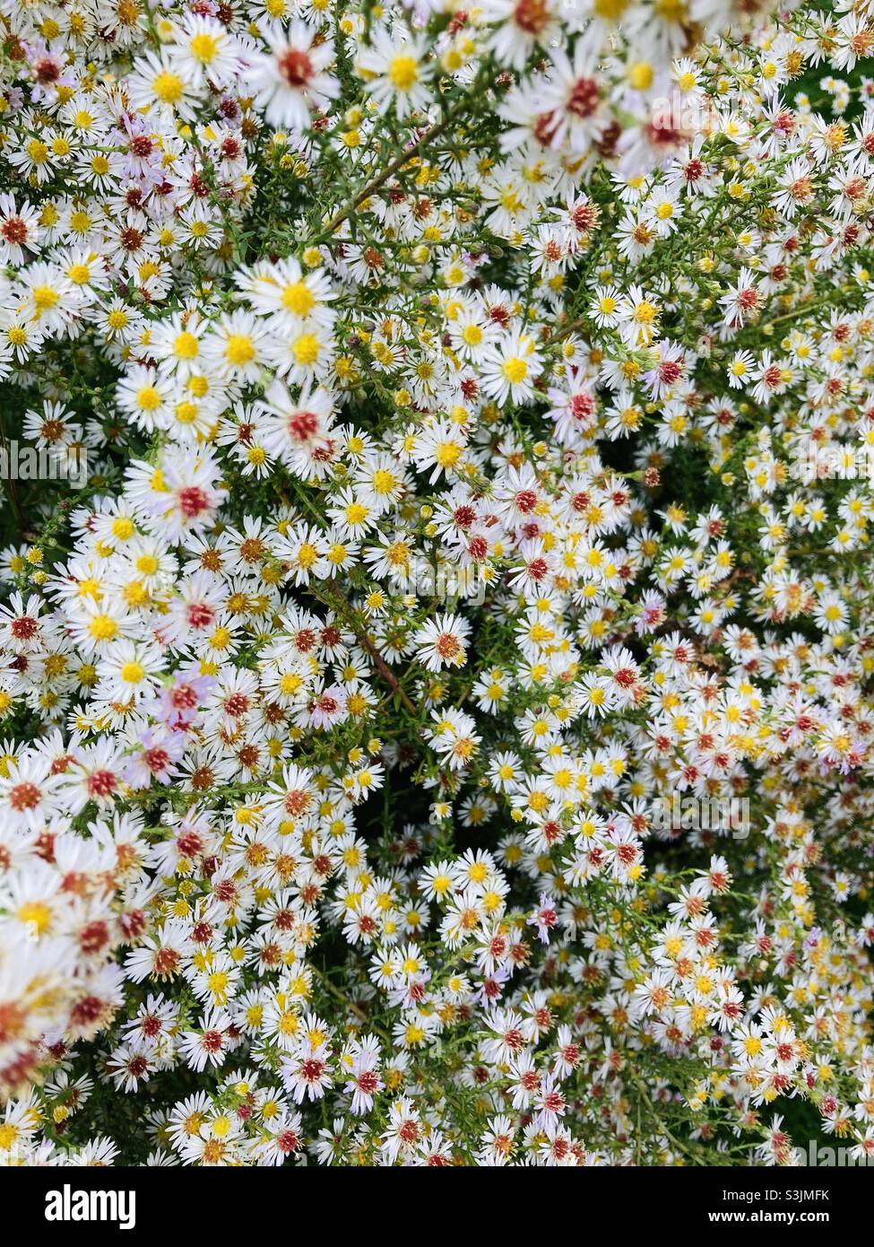 Fleurs automne Banque D'Images