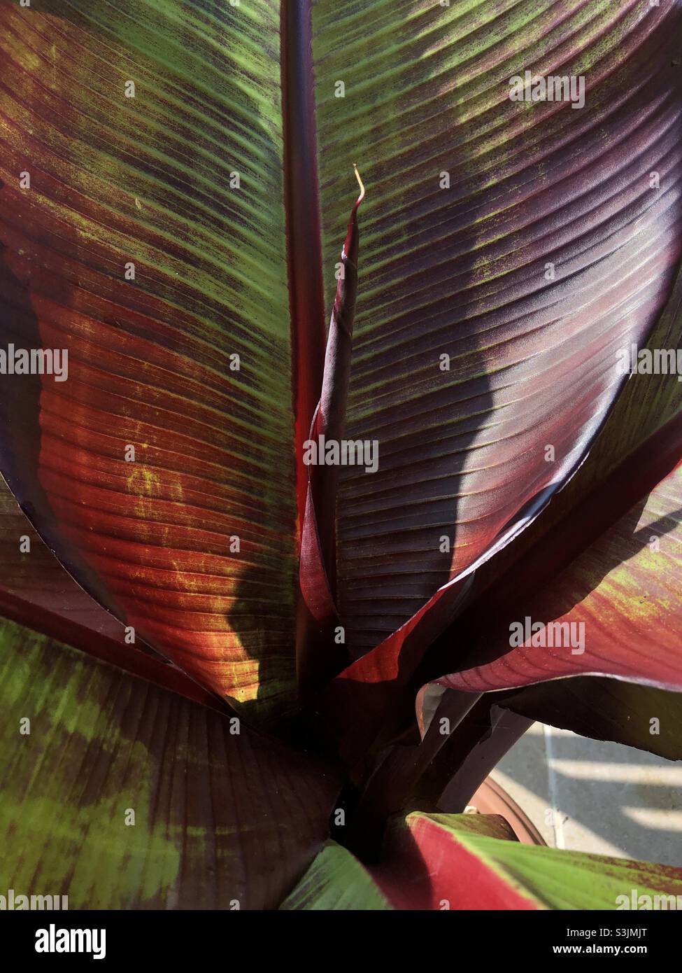 Gros plan de Ensete ventricosum, également connu sous le nom de banane Etiopían - Image de stock capturée avec un smartphone