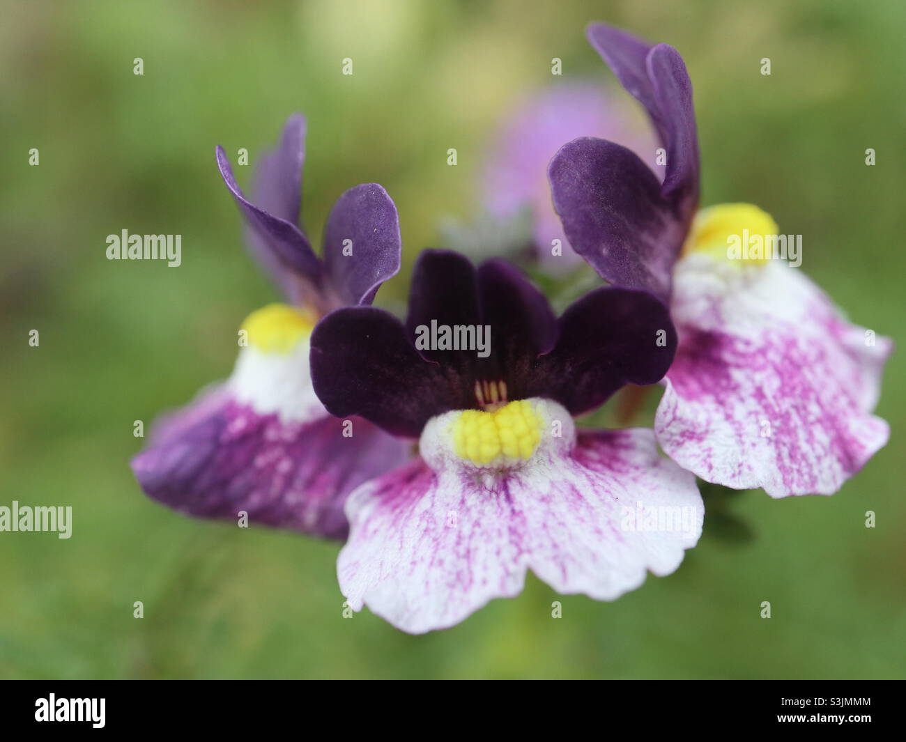 Nemesia - Image de stock capturée avec un smartphone