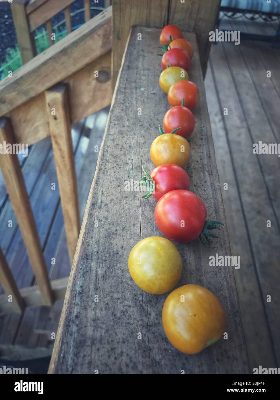 Tomates cerises mûrissant sur la main courante Banque D'Images