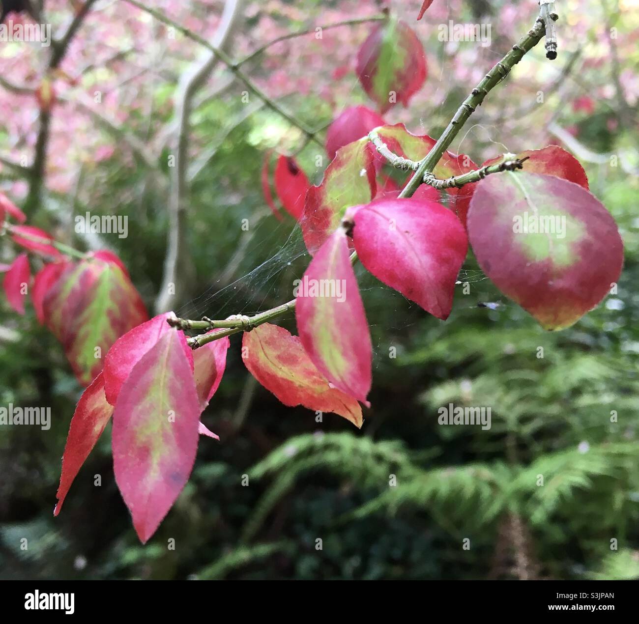 Automne, feuilles, feuilles, couleurs d'automne,rouge, vert, vivant, nature, beauté Banque D'Images