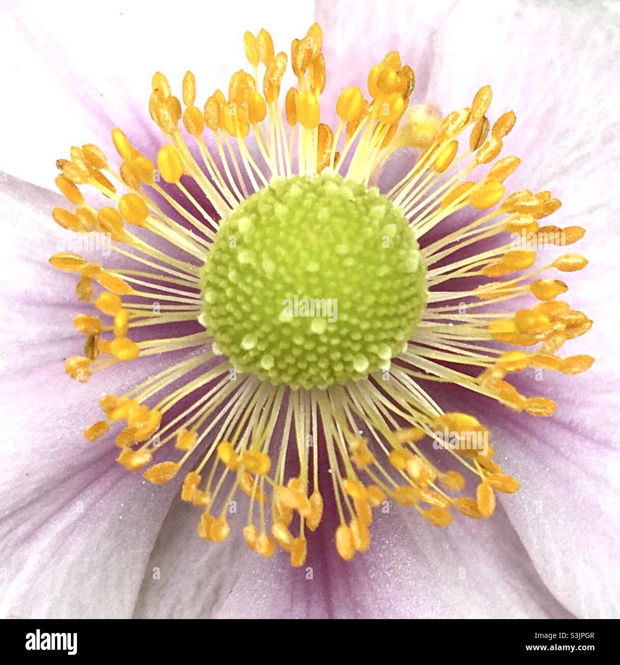 Automne, automne beauté, beauté, fleur, jardin,nature , vert, jaune , rose - Image de stock capturée avec un smartphone