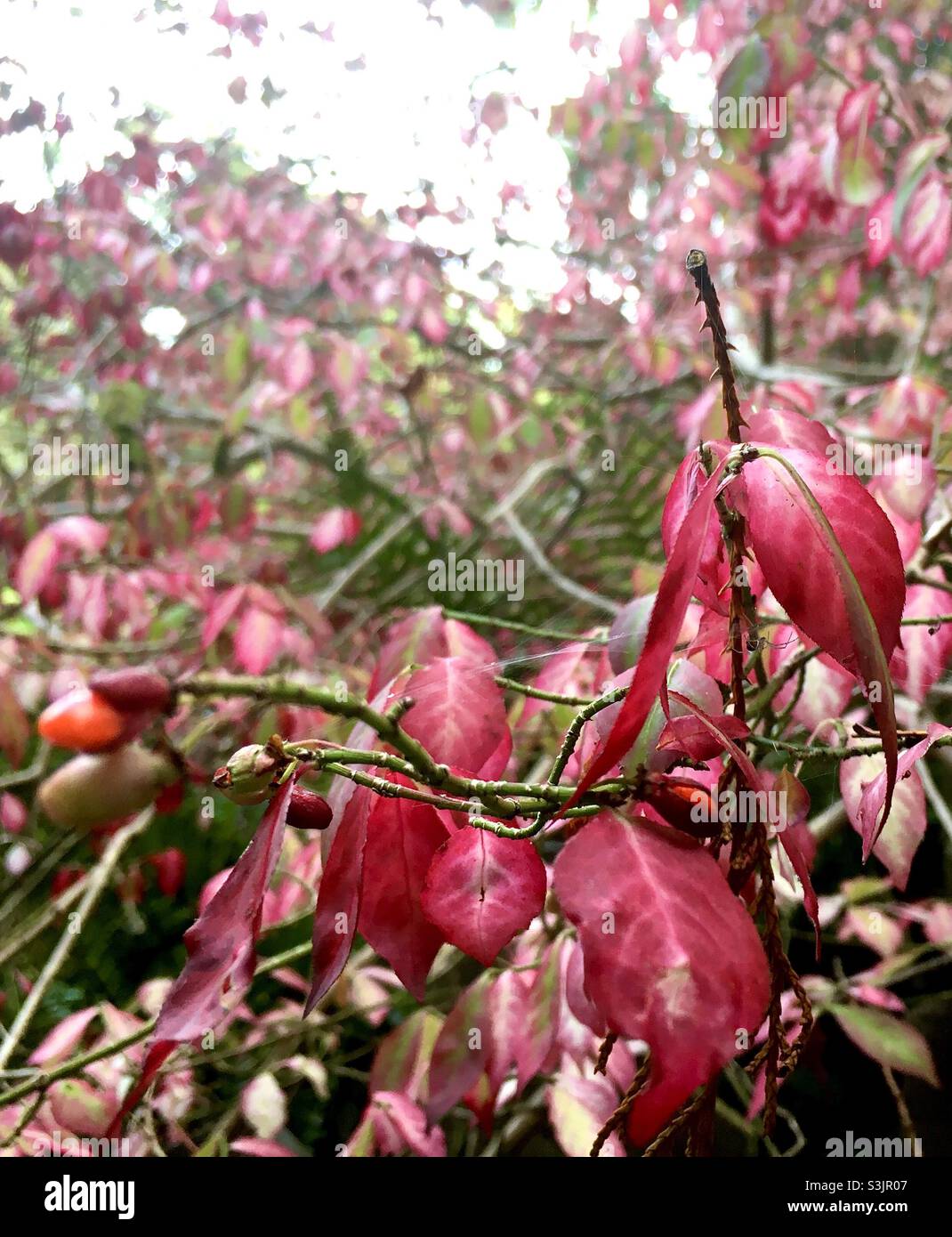 Automne, feuilles, joie, rouge,beauté, rose, nature, beauté Banque D'Images