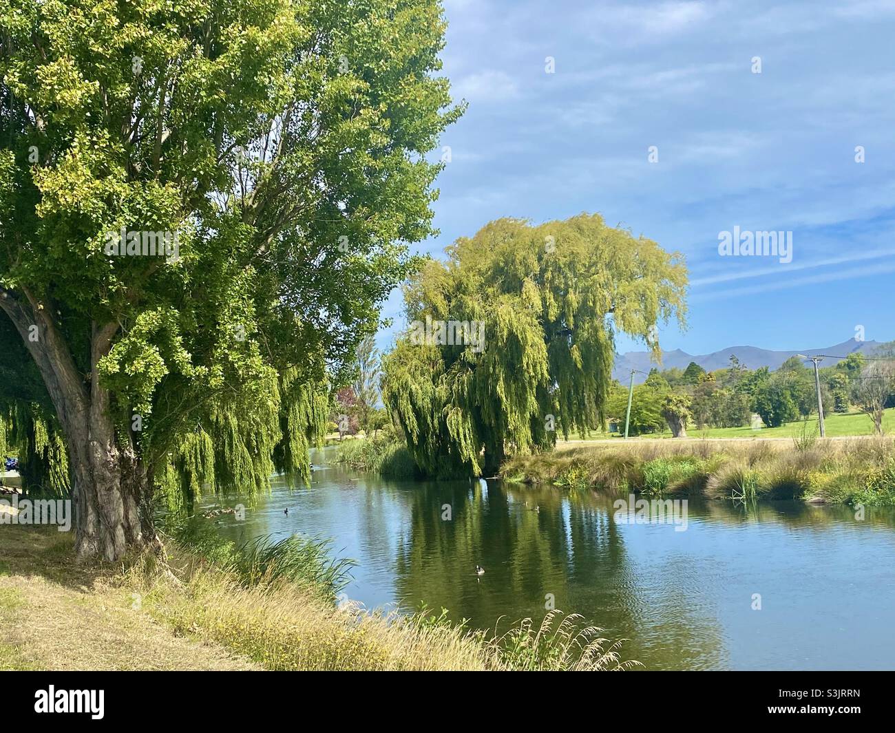 L'été le long de la rivière Avon, Christchurch, Nouvelle-Zélande Banque D'Images