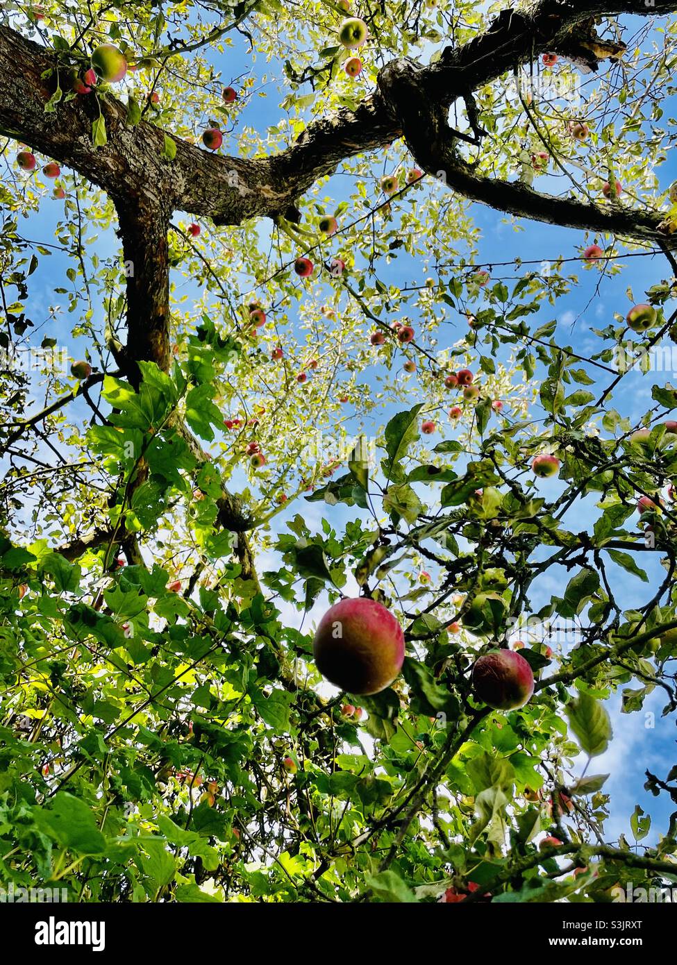 pomme - Image de stock capturée avec un smartphone