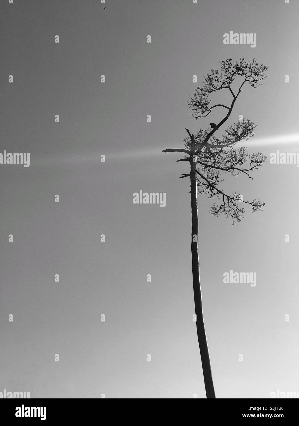 Silhouette noire et blanche d'oiseau reposant sur un grand arbre. Banque D'Images