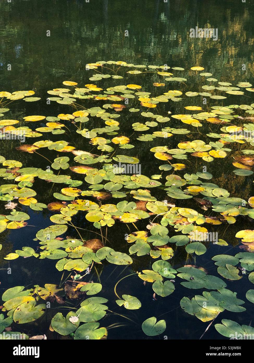 Rivière. Automne - Image de stock capturée avec un smartphone