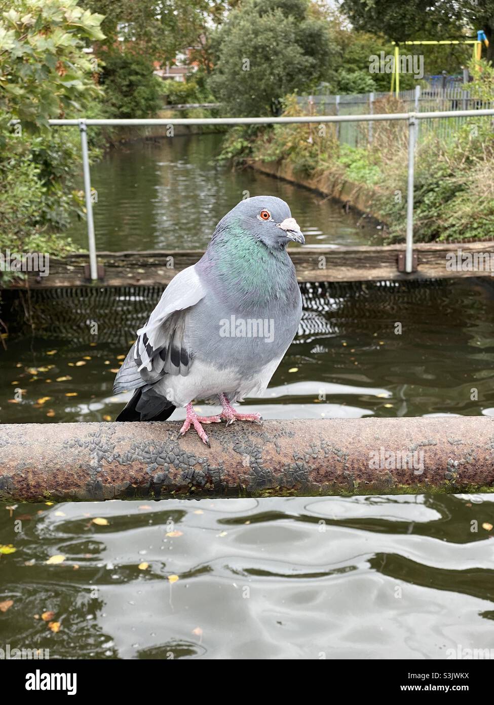 Le pigeon gras est assis sur une barre de métal rouillé près de l'eau Banque D'Images