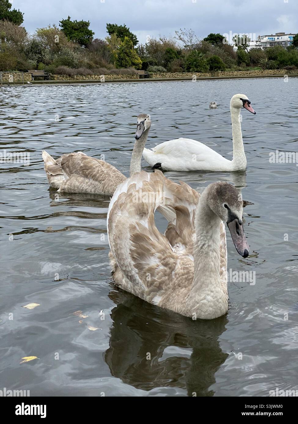 Cygnet et cygne sur le lac Banque D'Images