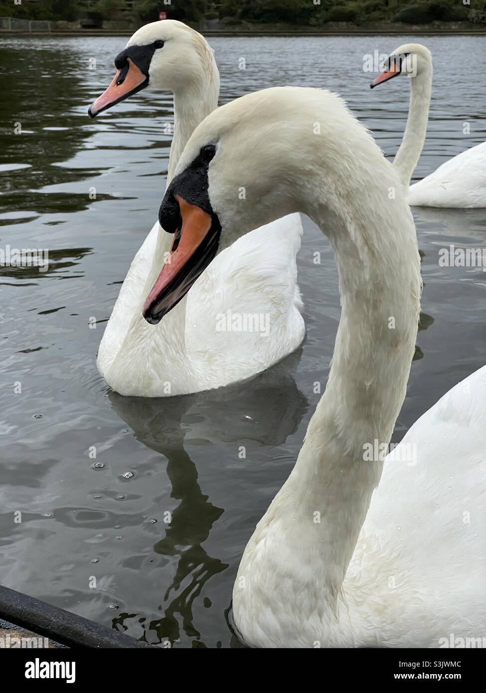 Gros plan de la tête de cygne Banque D'Images