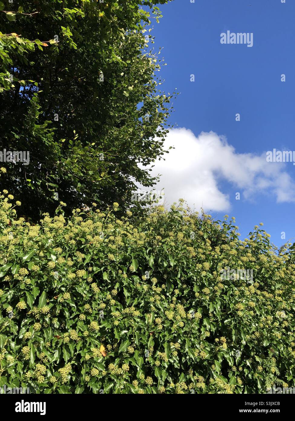 Fleurs d'Ivy et hêtre en octobre dans un jardin, Royaume-Uni - Image de stock capturée avec un smartphone