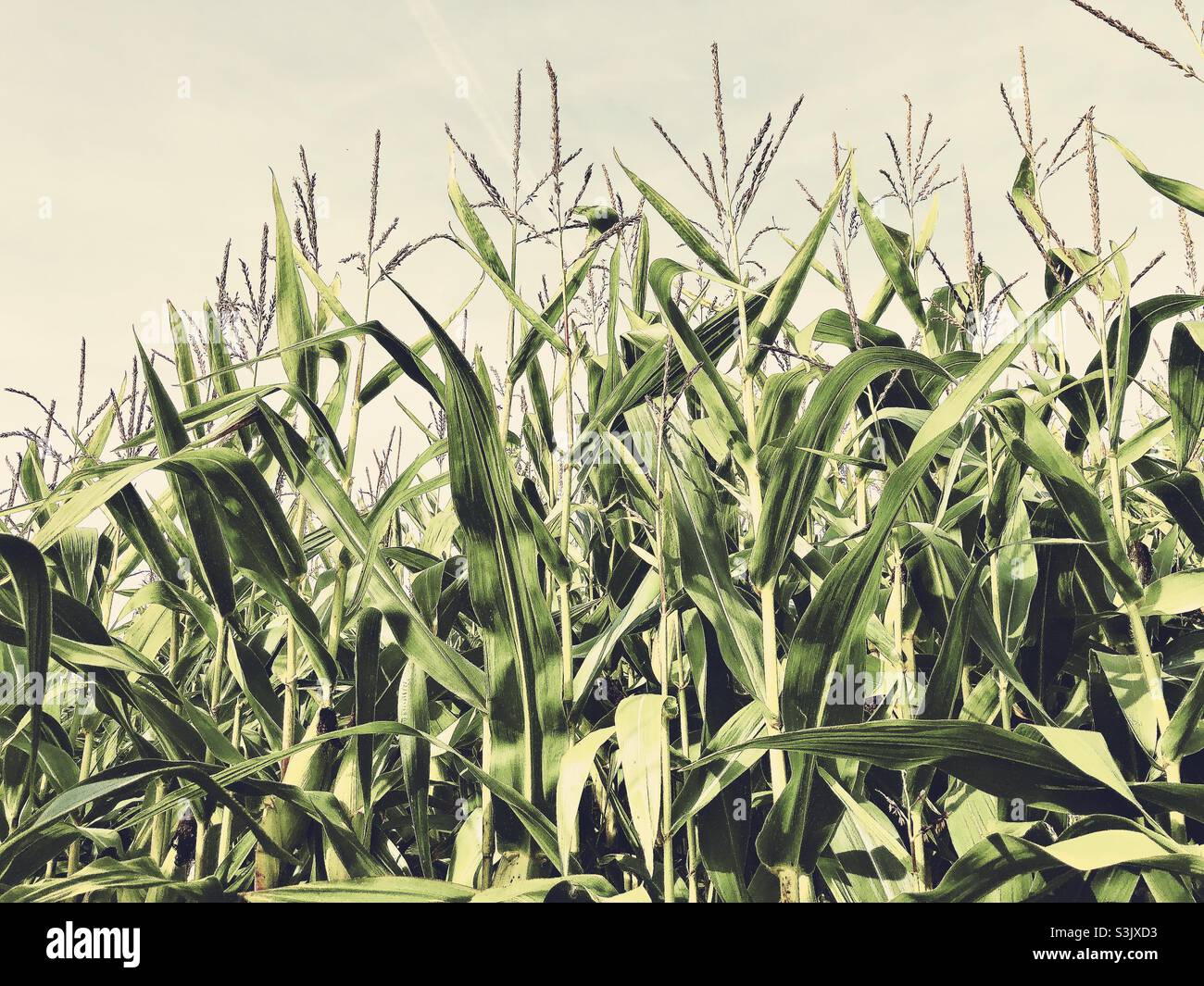 Récolte de maïs dans un champ du Yorkshire de l'est, Royaume-Uni Banque D'Images