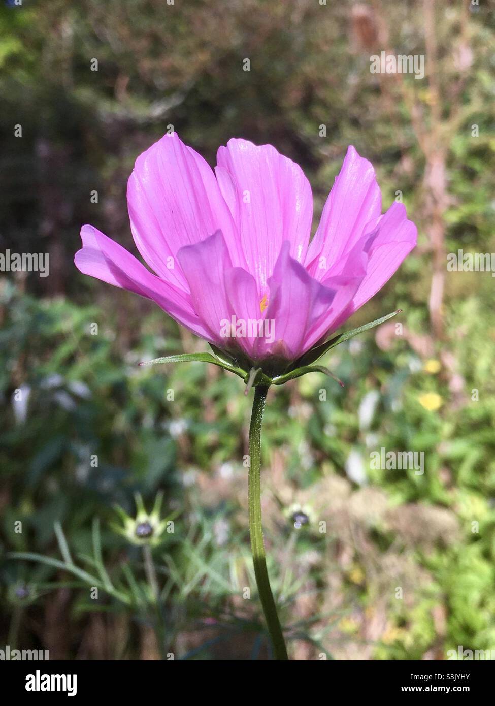 Fleur, violet, rose, jardin, nature,beauté Banque D'Images