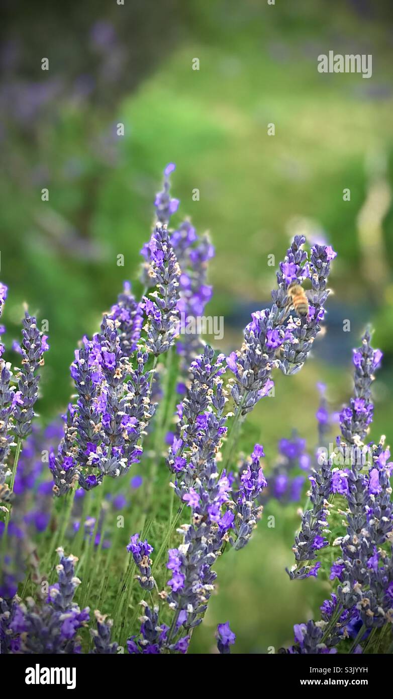 Abeille sur la lavande à la ferme de lavande de Mayfield à Surrey Banque D'Images