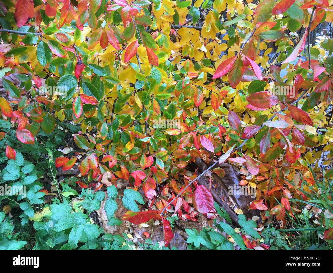 Feuilles d'automne, kaléidoscope, couleur, feuilles, nature,beauté, impressionniste, couleur abstraite, arbre, Banque D'Images