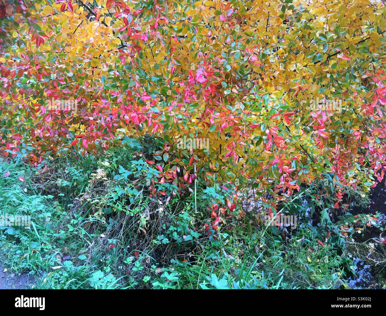 Feuilles d'automne, kaléidoscope, couleur, feuilles, nature,beauté, impressionniste, couleur abstraite, arbre, vert,bleu, jaune, rouge, or, pêche Banque D'Images