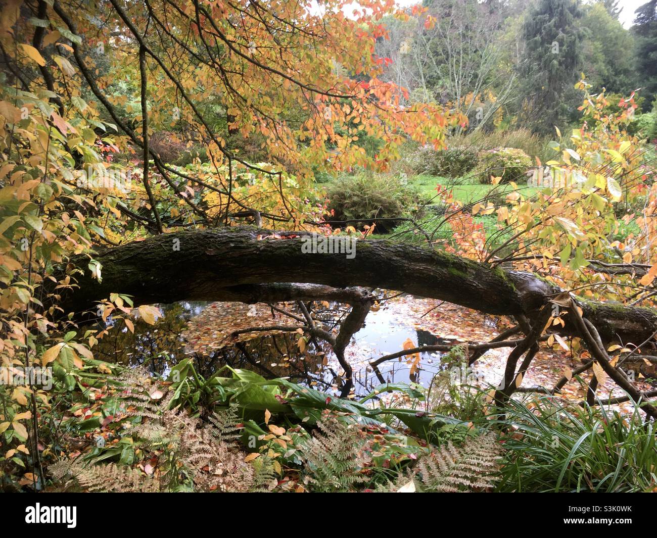 Paysage d'automne, beauté, nature, feuilles, rivière,couleur, couleurs d'automne, arbres, Banque D'Images