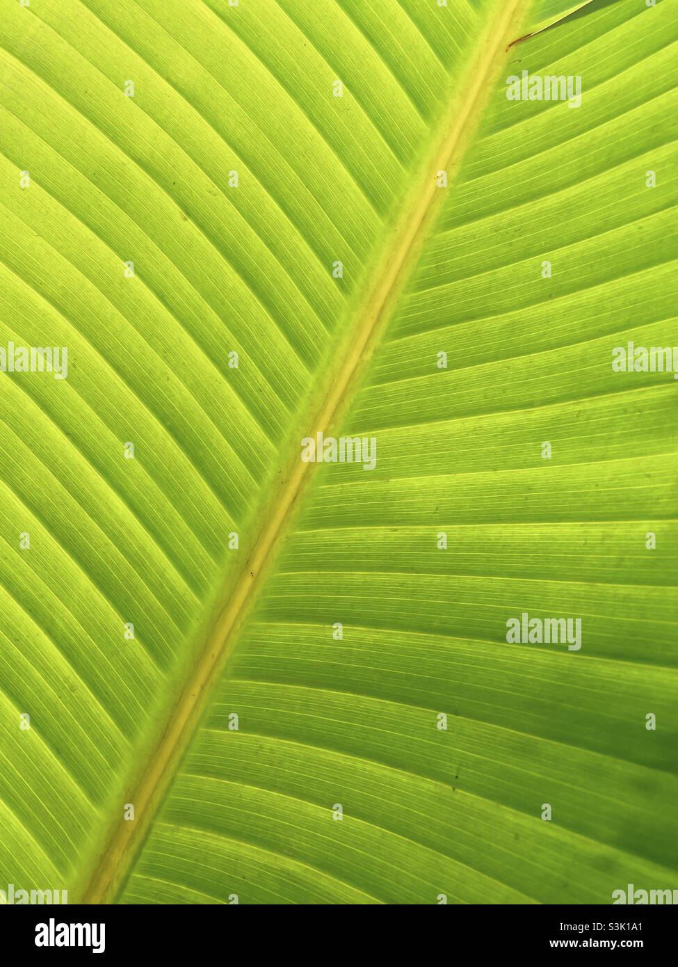 Photo en gros plan d'une feuille de palmier verte. - Image de stock capturée avec un smartphone