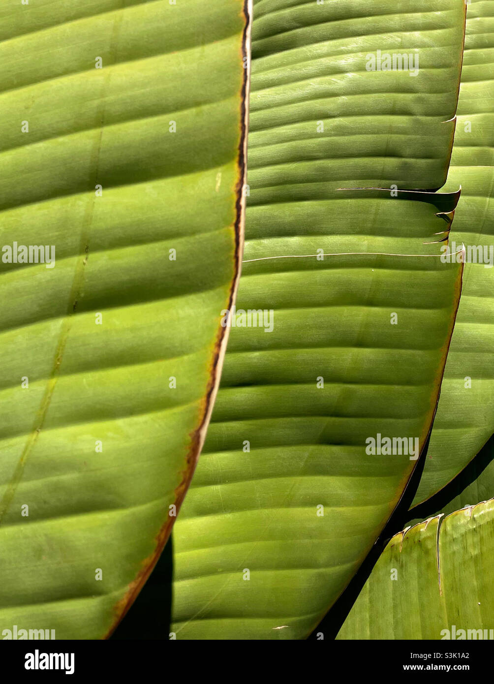 Feuille de banane au soleil - Image de stock capturée avec un smartphone