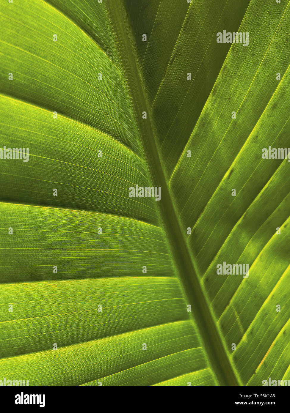 Gros plan d'une feuille de palmier banane rétro-éclairée par le soleil - Image de stock capturée avec un smartphone