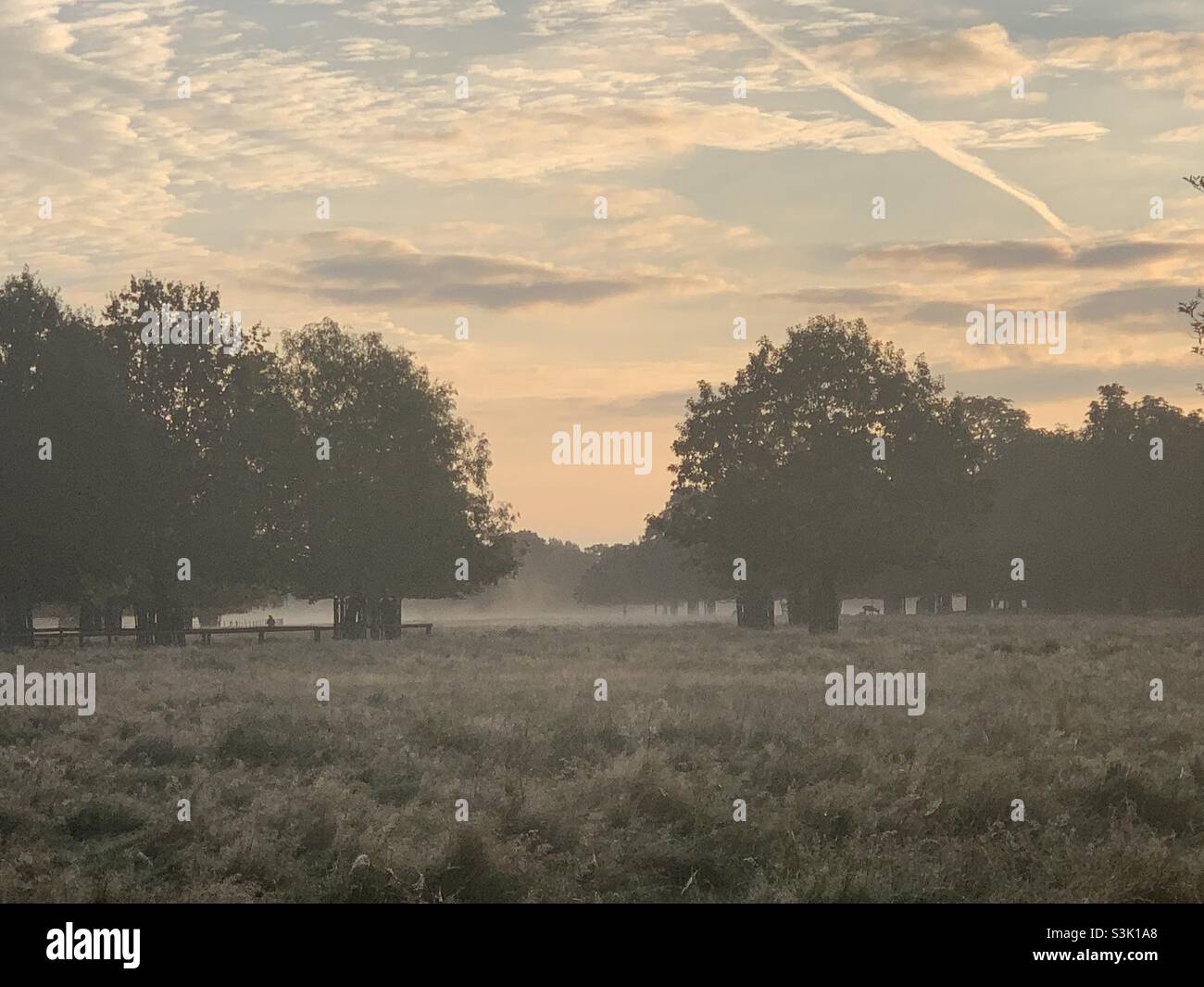 Matin gelé, Bushy Park Sunrise Banque D'Images