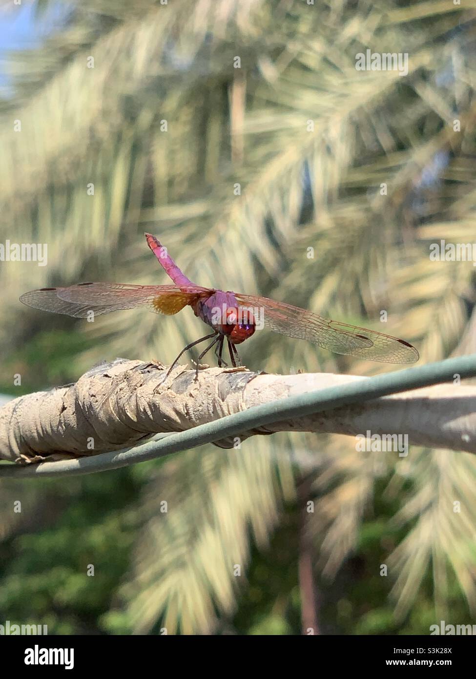 Libellule rouge Dainty sur la branche à Fujairah Banque D'Images