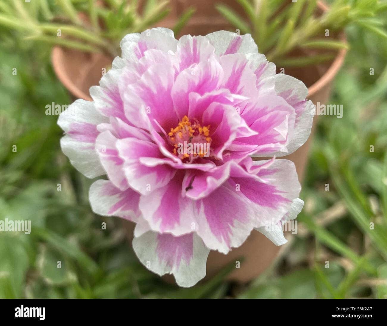 Les plantes vivantes de mousse de Ross sont disponibles sur le marché en ligne ou sur les sites de pépinière de fleurs en Malaisie. - Image de stock capturée avec un smartphone