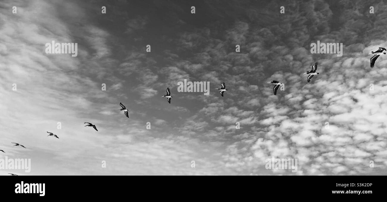 Série de pélicans bruns en vol, en noir et en shite Banque D'Images